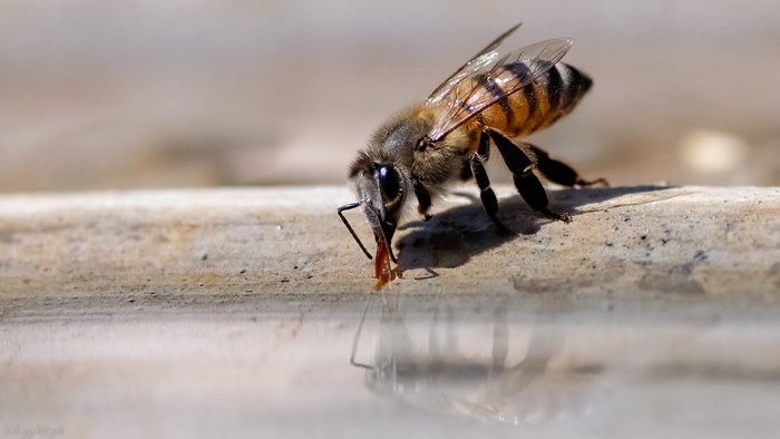 Bee drinking water with reflection