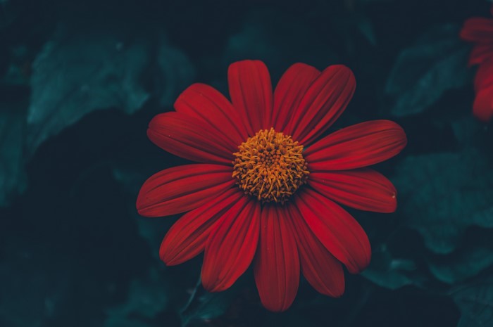 Red flower with yellow center and dark leaves