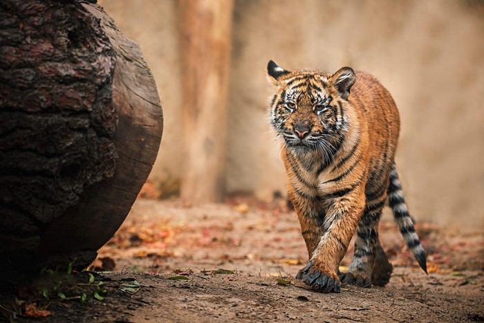A young tiger walks near a large log