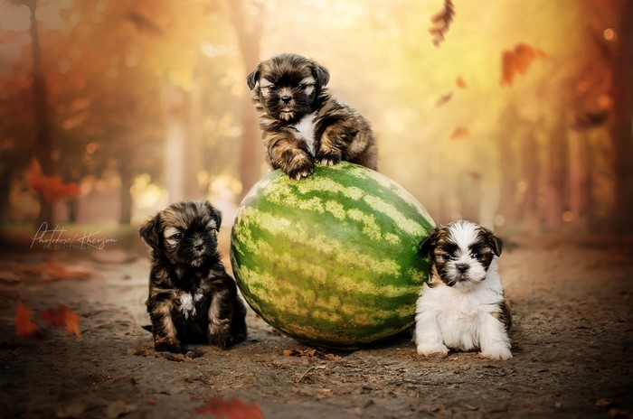 Three Shih Tzu puppies with a watermelon