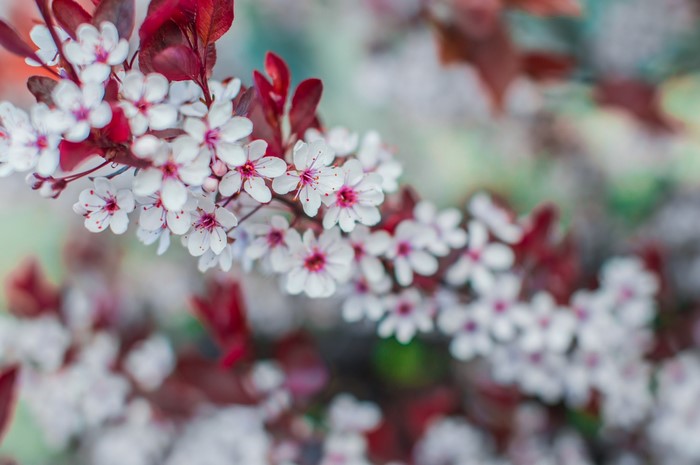 Close-up of white cherry blossoms with red leaves