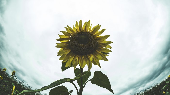 Sunflower in a field under overcast sky
