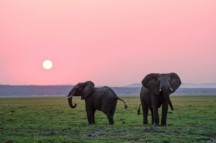 Two elephants in a grassy field at sunset
