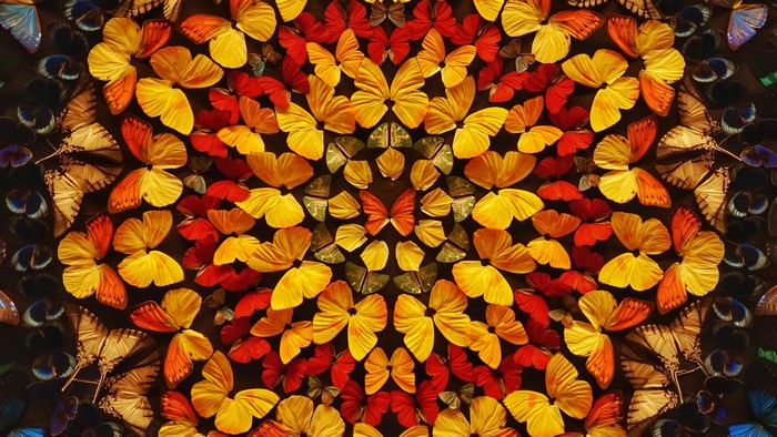 A colorful arrangement of butterflies in a circular pattern