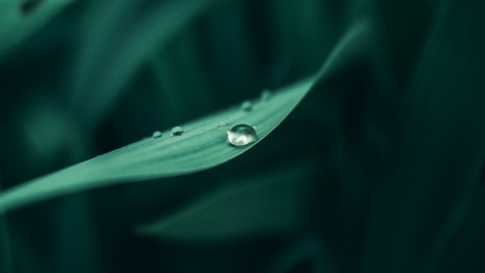 Close-up of water drops on a green leaf