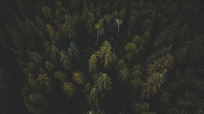 Aerial view of a dense forest canopy