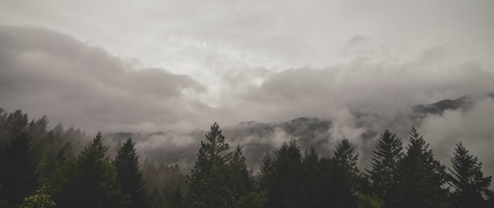 Misty forest landscape with clouds