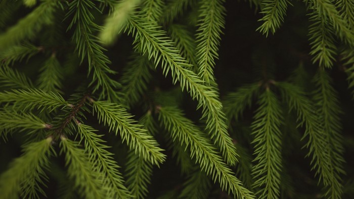 Close-up of green pine tree needles and branches