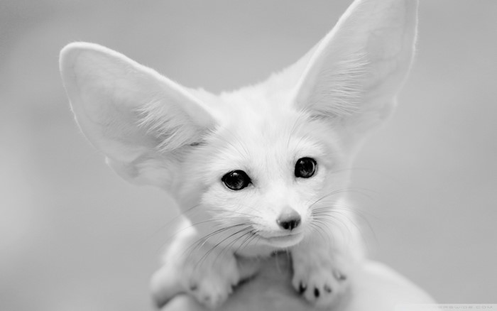 Close-up of a white fennec fox with large ears