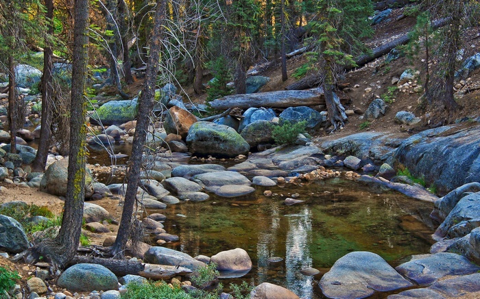 Forest stream with rocks and trees