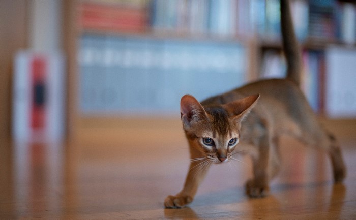 Abyssinian kitten walking on a wooden floor indoors