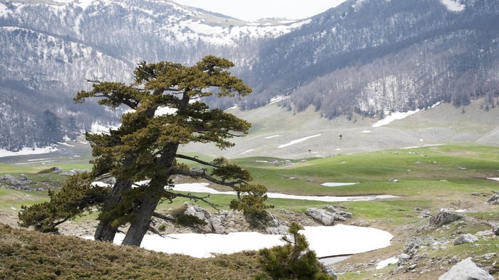 Pine tree in Pollino National Park, Calabria, Italy