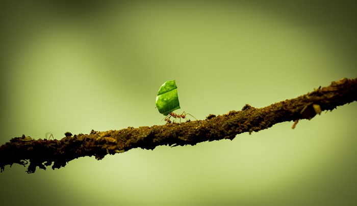 Ant carrying a leaf on a branch