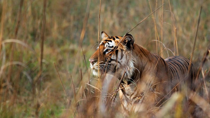 Tiger in tall grass
