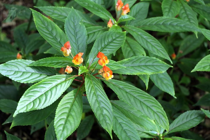 Orange and yellow impatiens flowers with green leaves