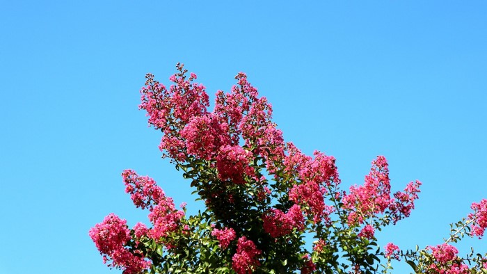 Pink flowers against a clear blue sky