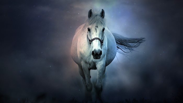 4K White Horse Running in Fog