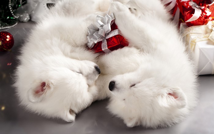 Two Samoyed puppies sleeping with Christmas presents