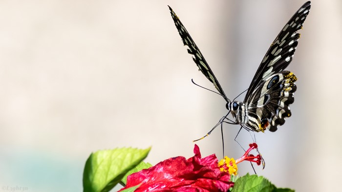 Macro photography of a butterfly on a flower