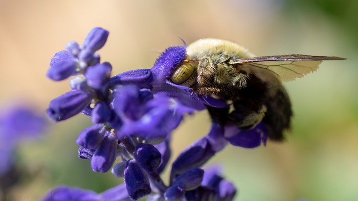 Bumblebee on purple flower