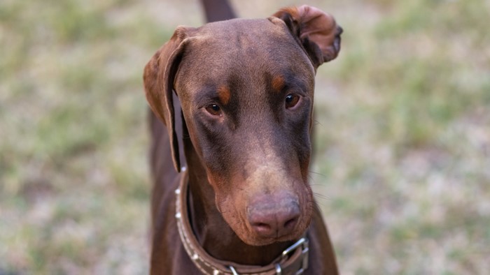 Brown Doberman Pinscher dog with collar
