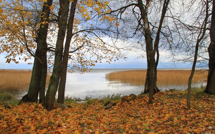 Autumn trees by a lake with reeds
