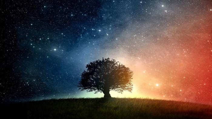 Silhouette of a tree against a starry sky