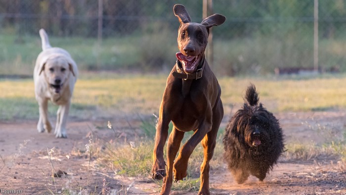 Three dogs running in a field