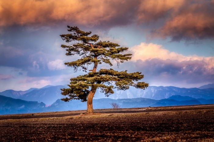 Lone pine tree on a field with mountains and clouds
