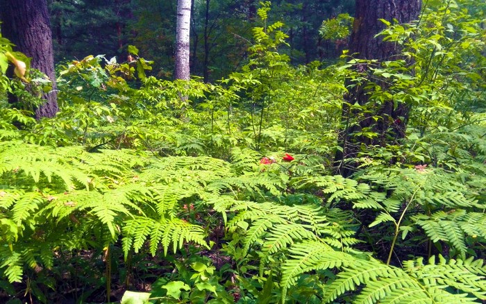 Green forest with ferns and trees in Russia