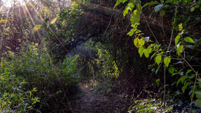 Sunlight filtering through a forest path