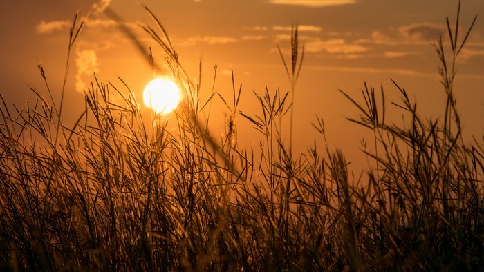 Sunset over tall grass