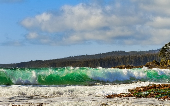 Green wave crashing on a rocky shore with a forest background