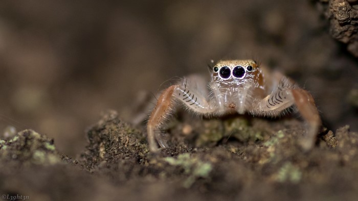 Macro photography of a jumping spider