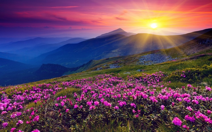 Mountain landscape with pink flowers and sunset