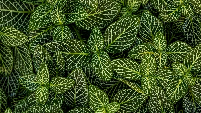 Close-up of green leaves with white veins