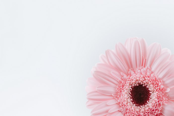 4K Minimalist Pink Gerbera Daisy Closeup