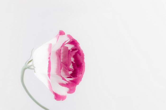 4K pink and white rose on white background