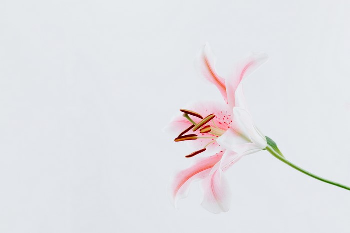Pink and white lily flower on white background