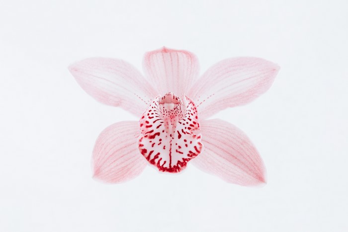 Pink orchid flower with red spots on white background