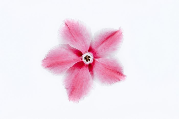 Pink and white flower petals on white background
