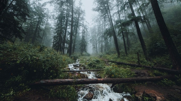 Misty forest with a stream and fallen log