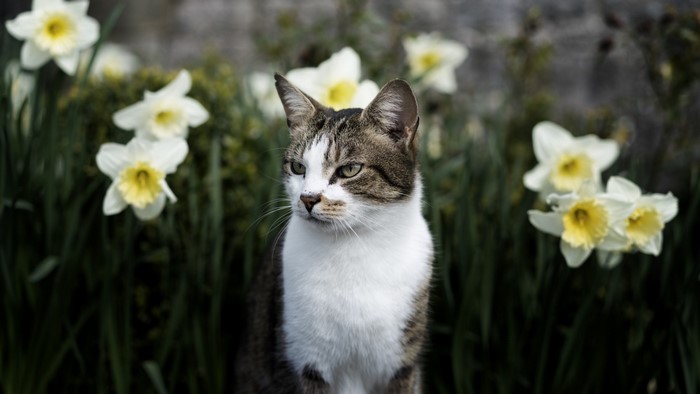 Tabby cat sitting among daffodils