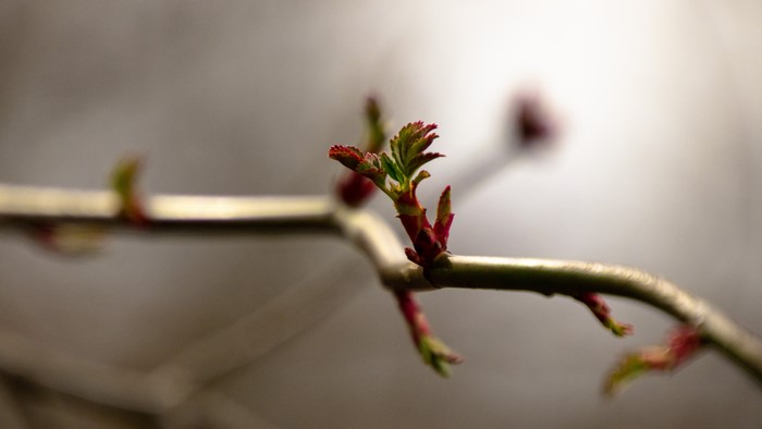 Branch with new leaves and buds