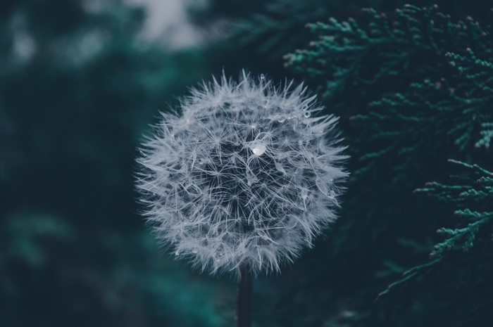 4K Dandelion with water drops and green leaves