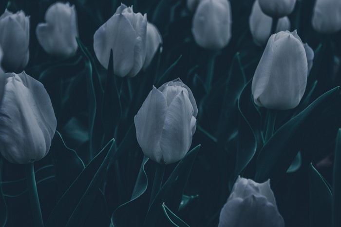 White Tulips in Dark Green Garden