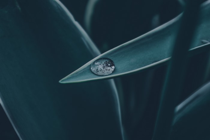 Water drop on a dark green leaf