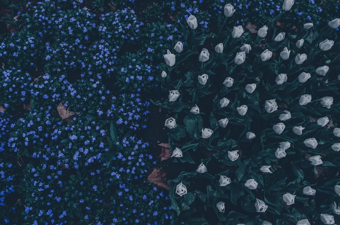 White tulips and blue forget-me-nots in spring