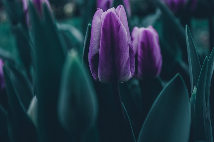 Purple tulips with dark green leaves