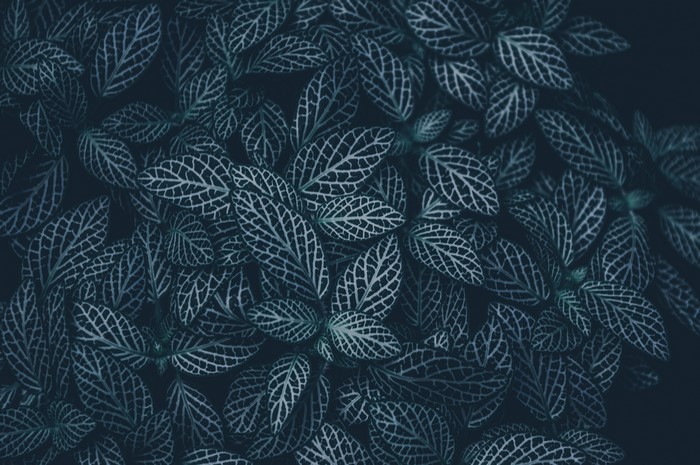 Dark leaves with white veins